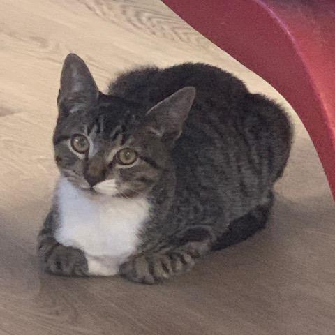 Bentley, Adoptable, Young Male Domestic Short Hair.