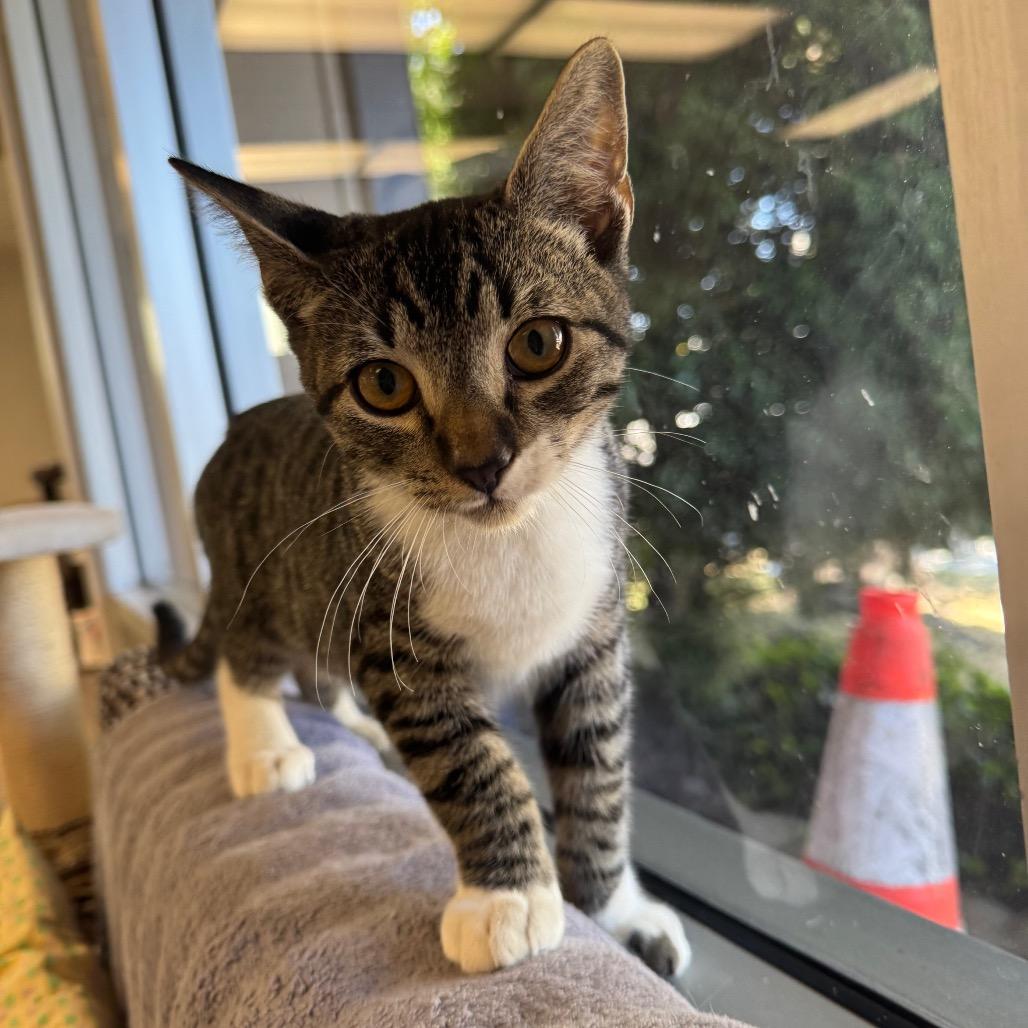 Enlarge Bentley, a Adoptable Domestic Short Hair in Pleasant Hill, CA image 2/6