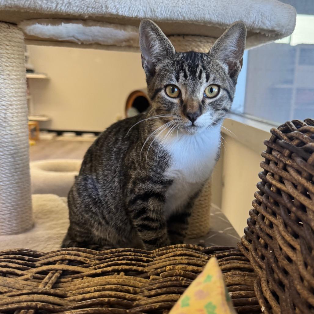 Enlarge Bentley, a Adoptable Domestic Short Hair in Pleasant Hill, CA image 3/6