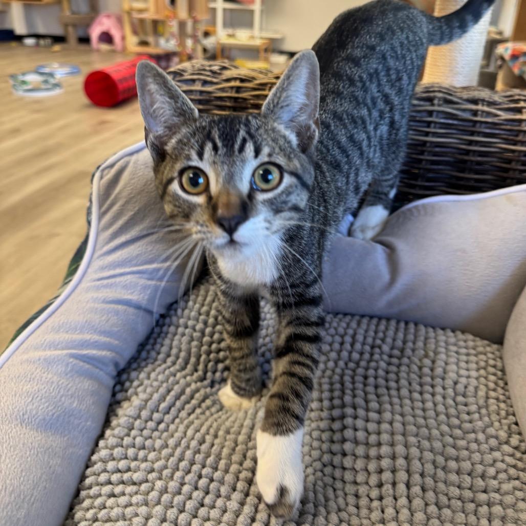 Enlarge Bentley, a Adoptable Domestic Short Hair in Pleasant Hill, CA image 4/6