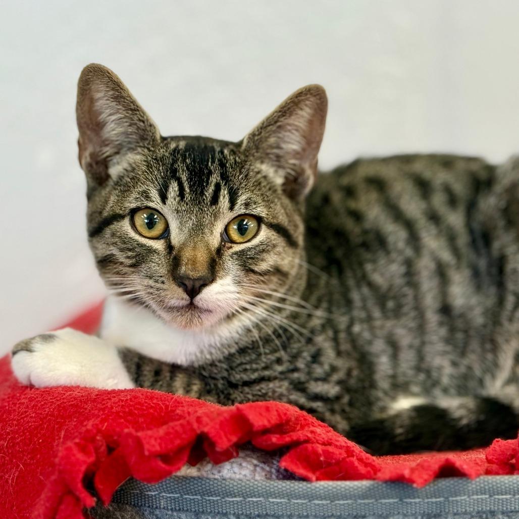 Enlarge Bentley, a Adoptable Domestic Short Hair in Pleasant Hill, CA image 5/6