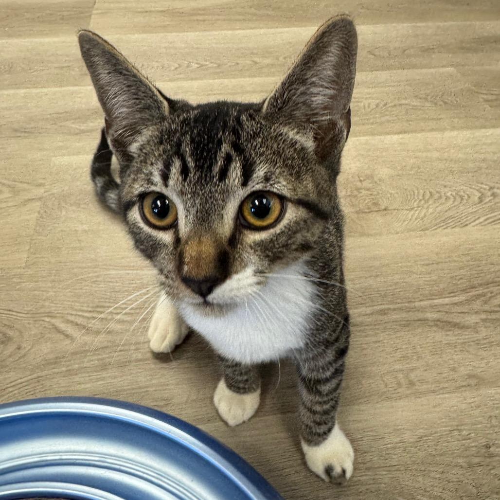 Enlarge Bentley, a Adoptable Domestic Short Hair in Pleasant Hill, CA image 6/6