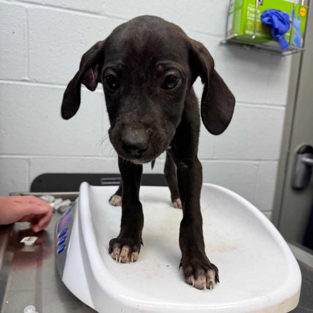 Enlarge Mulan, a Adoptable mixed breed in Waynesboro, PA image 1/2