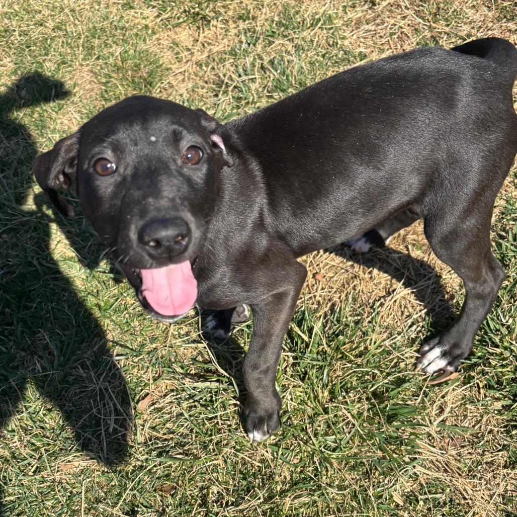 Enlarge Mulan, a Adoptable mixed breed in Waynesboro, PA image 2/2