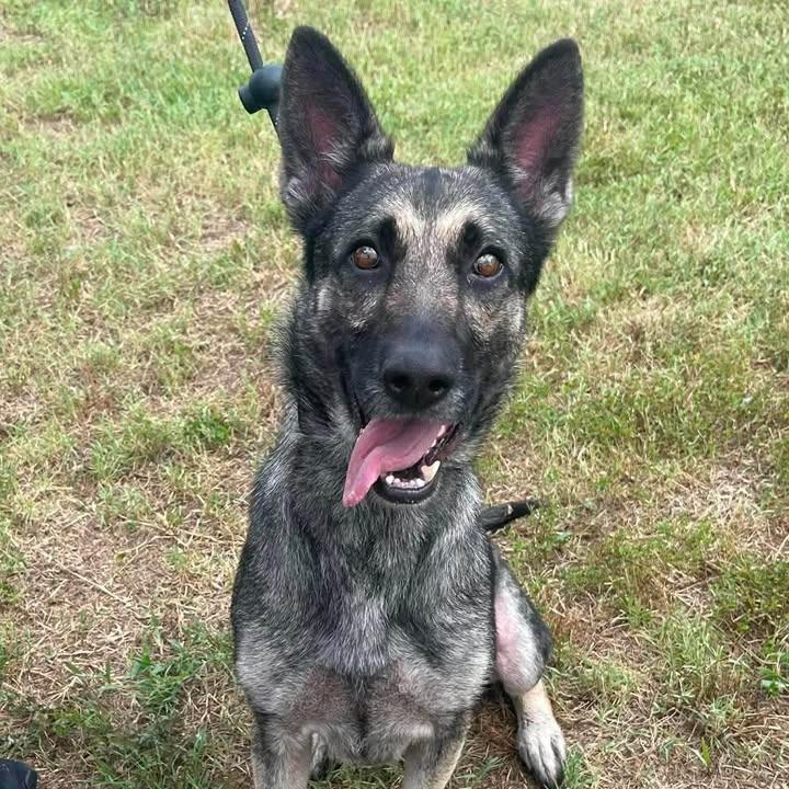 Scratches, a Adoptable Shepherd in Springdale, AR image 2/6