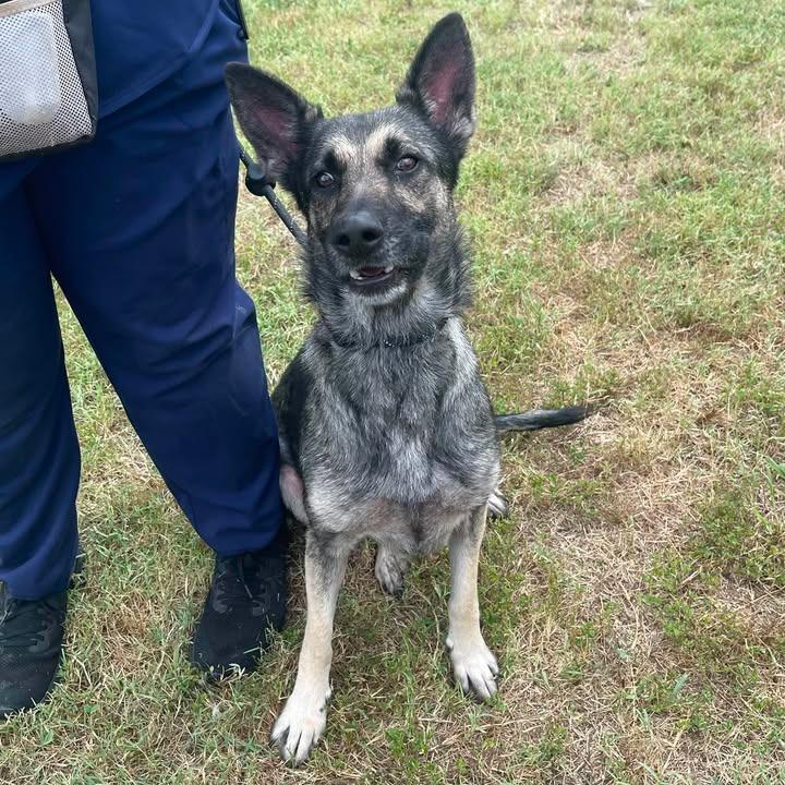 Scratches, a Adoptable Shepherd in Springdale, AR image 3/6