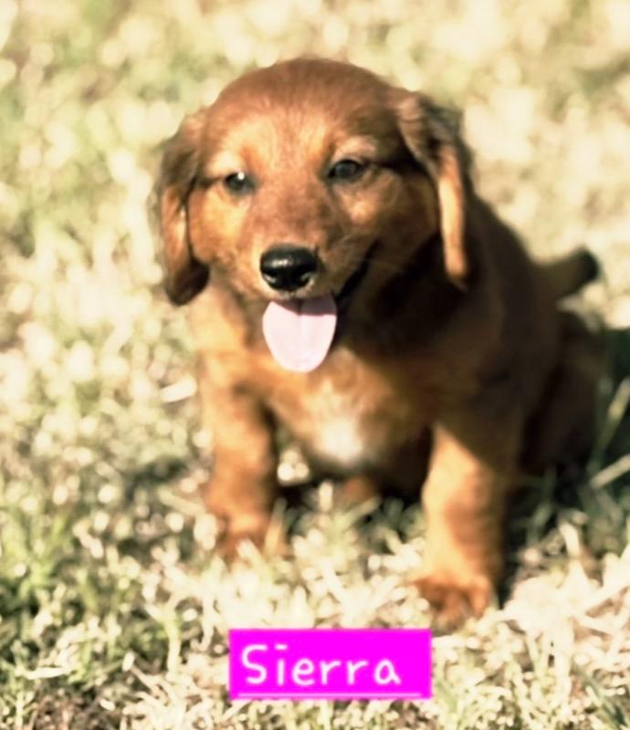 Sierra, Adoptable, Puppy Female Dachshund & Australian Cattle Dog / Blue Heeler.