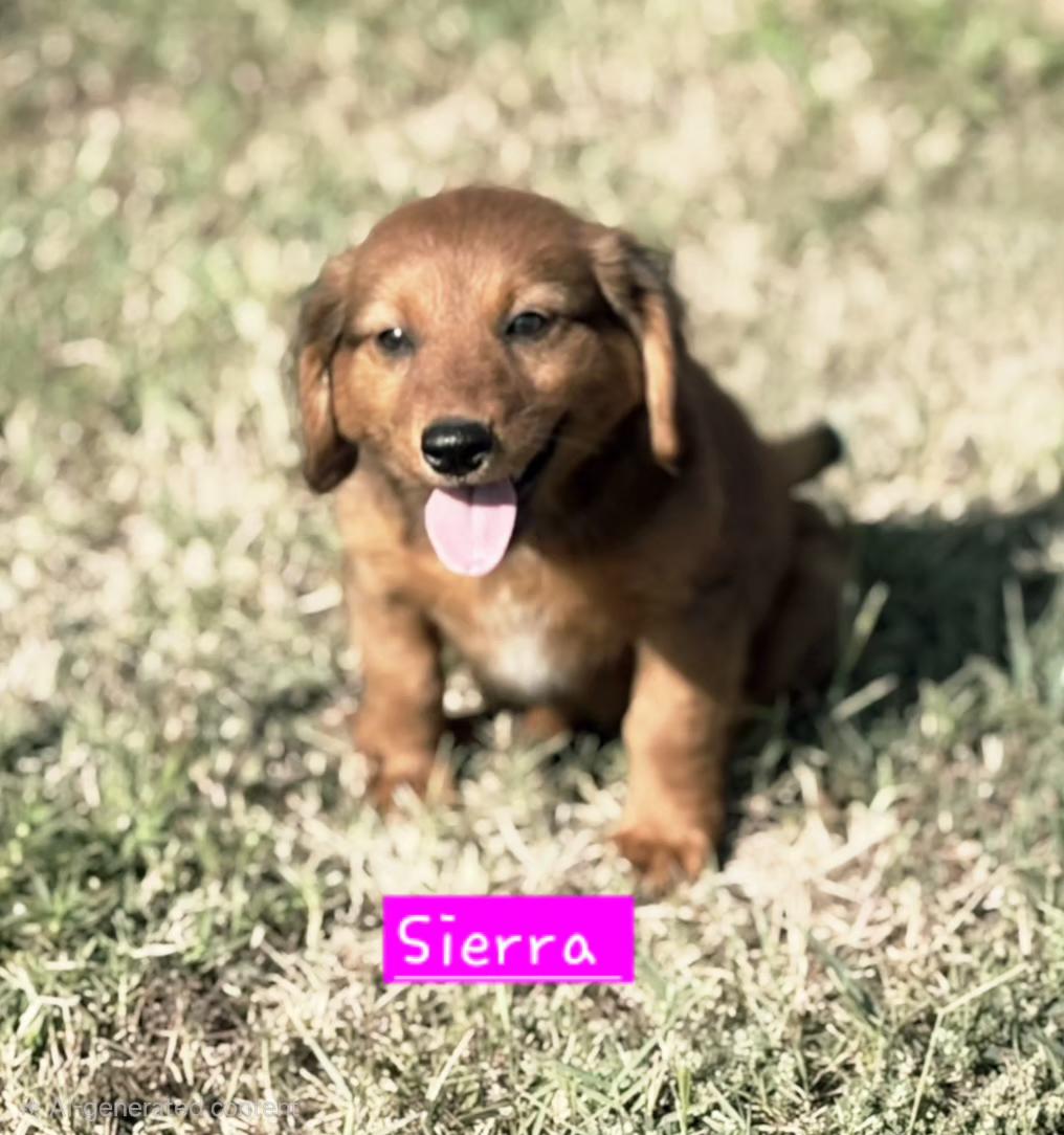 Serria, Adoptable, Puppy Female Dachshund & Australian Cattle Dog / Blue Heeler.