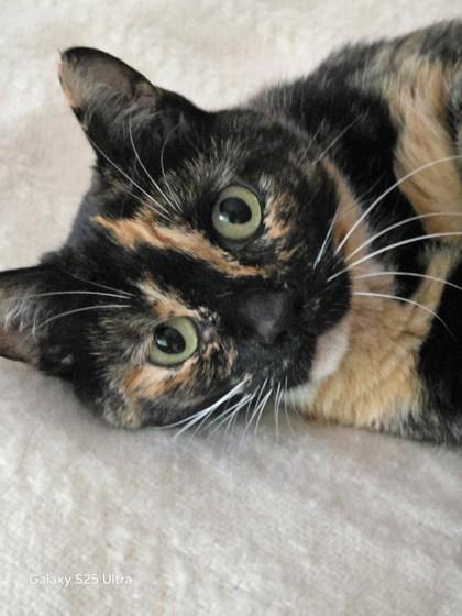 Frida, Adoptable, Senior Female Domestic Short Hair & Domestic Short Hair.