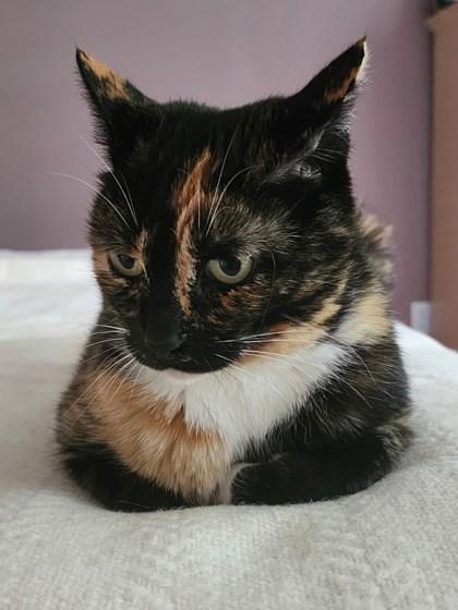 Enlarge Frida, a Adoptable mixed breed in Hillsboro, OR image 2/3