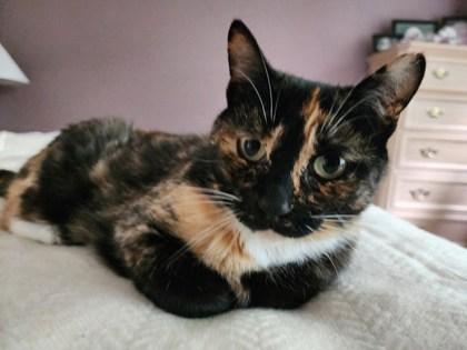 Enlarge Frida, a Adoptable mixed breed in Hillsboro, OR image 3/3