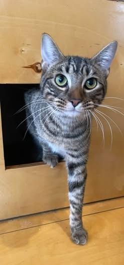 Enlarge Mindy Bonded with Vikki), a Adoptable mixed breed in St. Louis, MO image 1/6