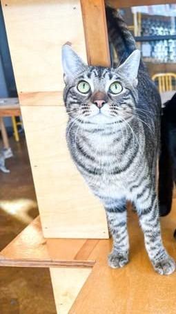 Enlarge Mindy Bonded with Vikki), a Adoptable mixed breed in St. Louis, MO image 2/6