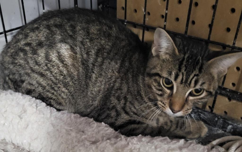 Mindy Bonded with Vikki), Adoptable, Young Female Domestic Short Hair.