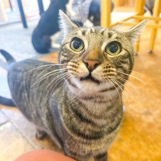 Enlarge Mindy Bonded with Vikki), a Adoptable mixed breed in St. Louis, MO image 3/6