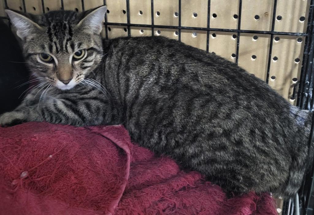 Enlarge Mindy Bonded with Vikki), a Adoptable mixed breed in St. Louis, MO image 2/2