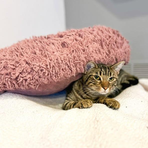 Mindy Bonded with Vikki) — thumbnail 4