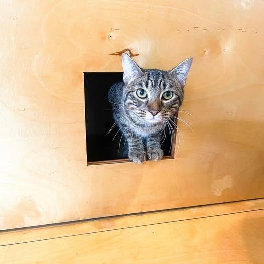 Enlarge Mindy Bonded with Vikki), a Adoptable mixed breed in St. Louis, MO image 5/6