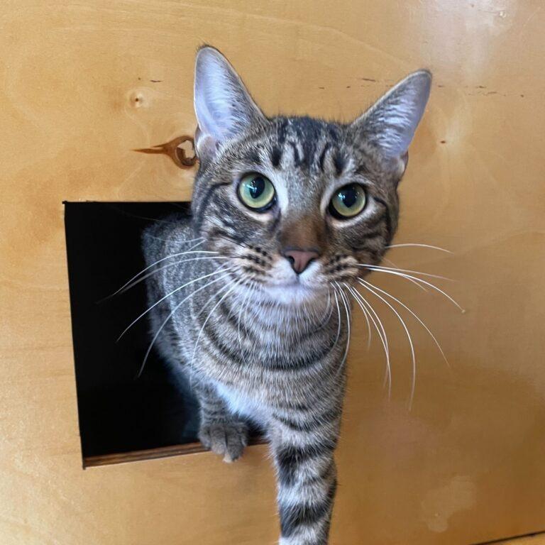 Enlarge Mindy Bonded with Vikki), a Adoptable mixed breed in St. Louis, MO image 6/6