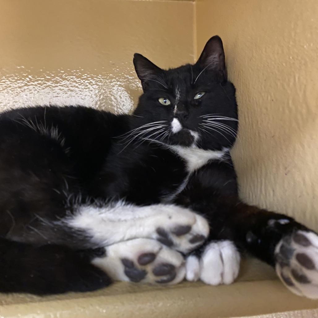 Enlarge Oliver, a Adoptable Domestic Short Hair in Spokane, WA image 1/6