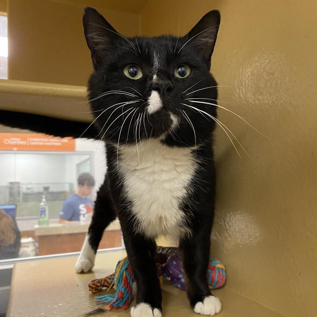 Enlarge Oliver, a Adoptable Domestic Short Hair in Spokane, WA image 2/6