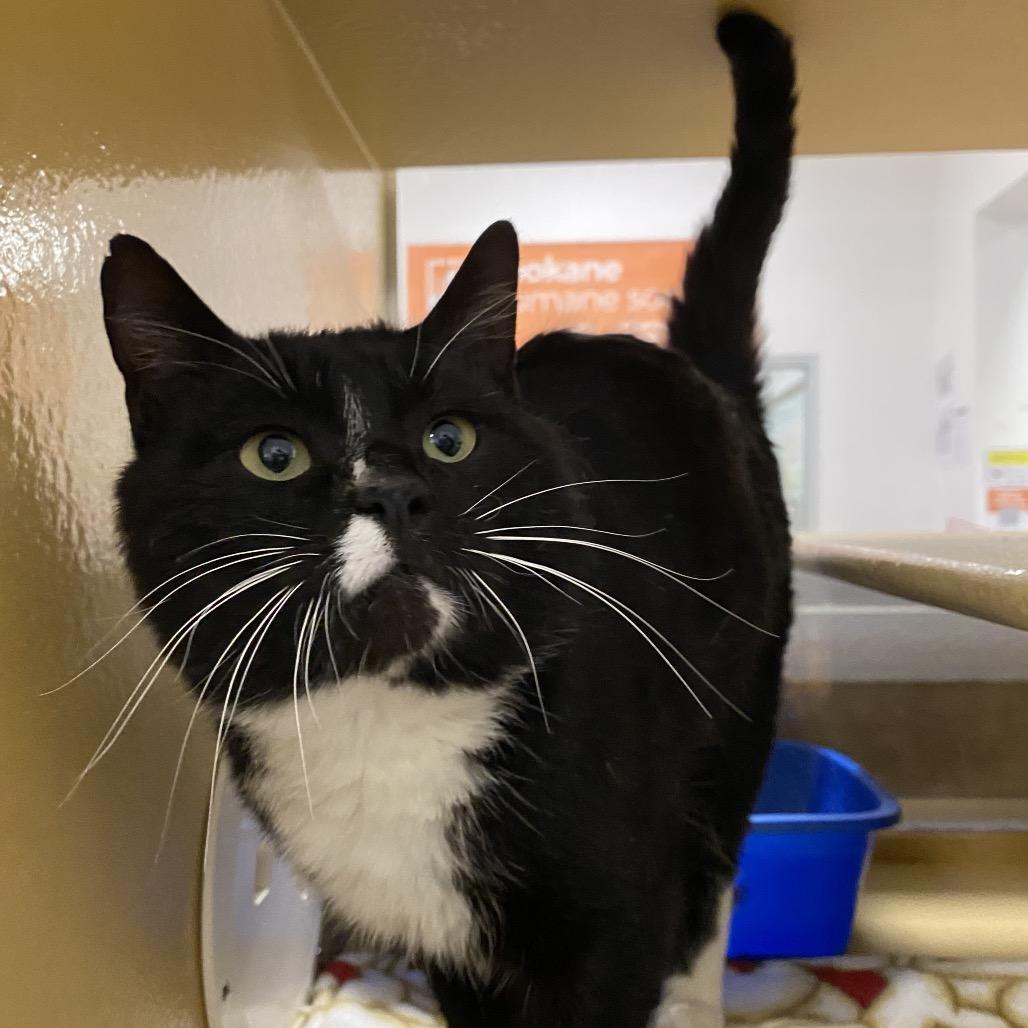 Enlarge Oliver, a Adoptable Domestic Short Hair in Spokane, WA image 3/6