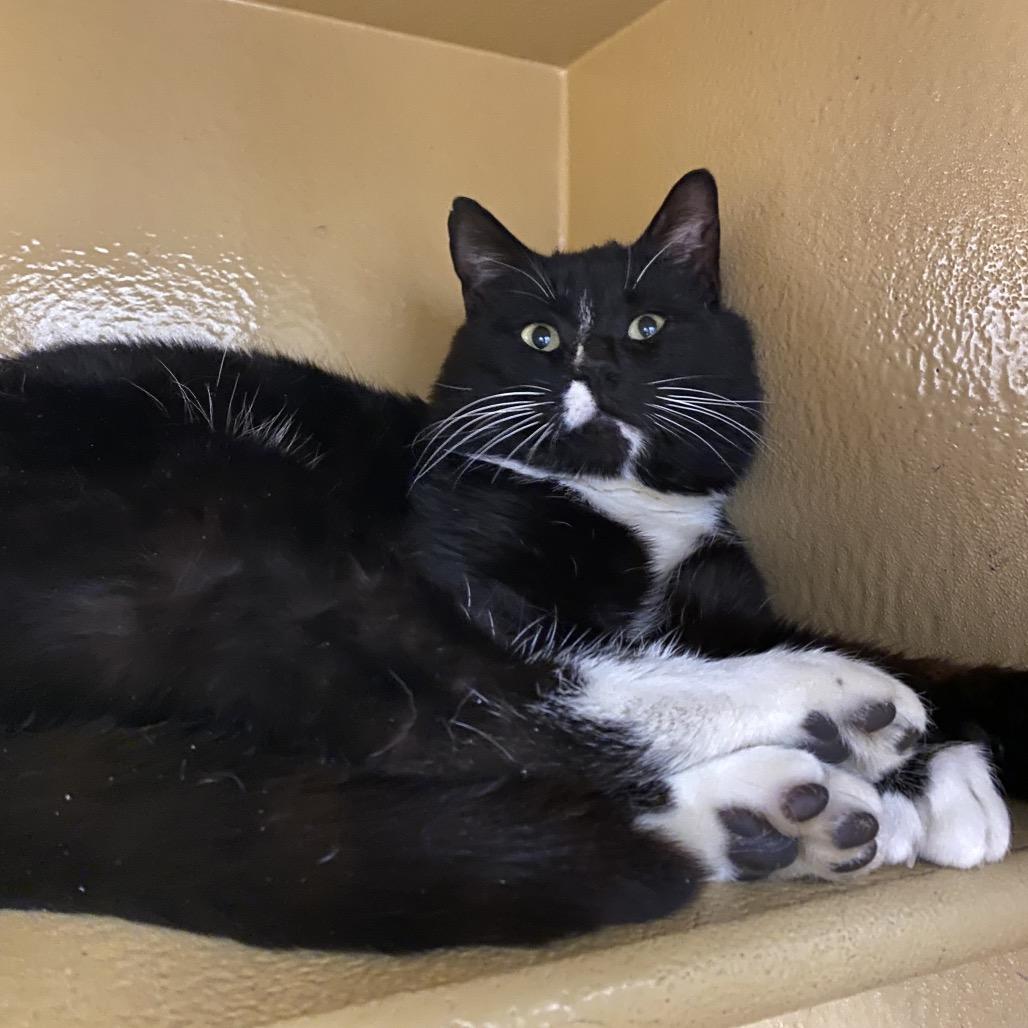 Enlarge Oliver, a Adoptable Domestic Short Hair in Spokane, WA image 4/6