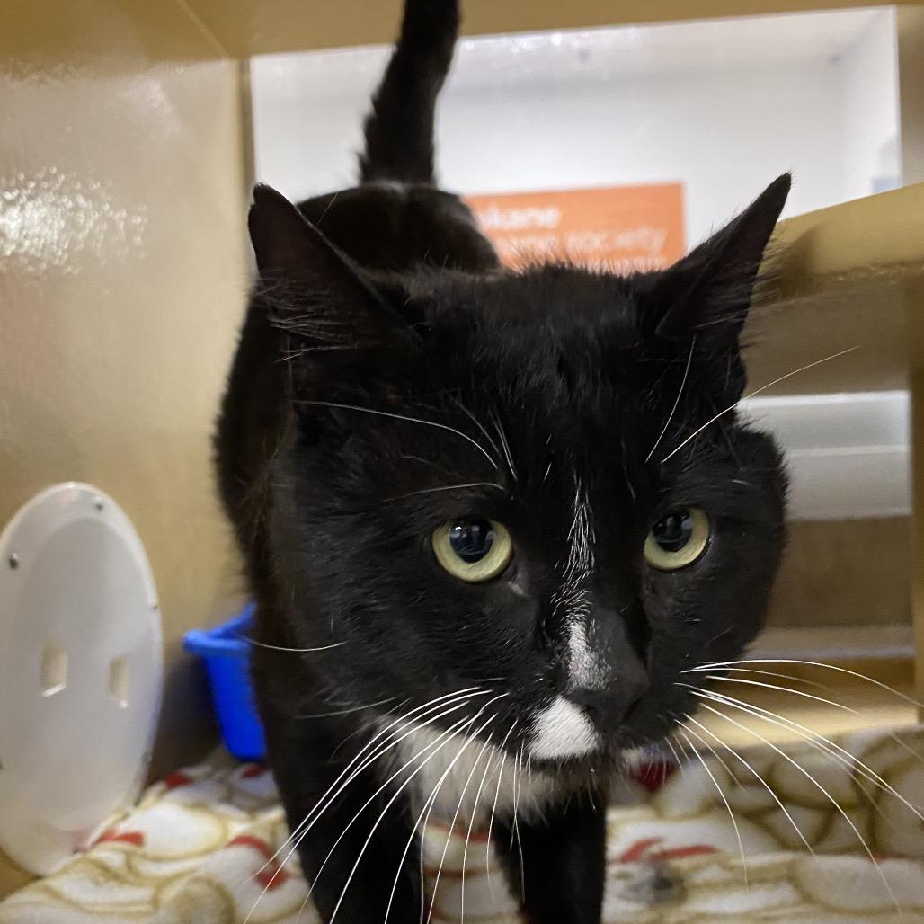 Enlarge Oliver, a Adoptable Domestic Short Hair in Spokane, WA image 5/6