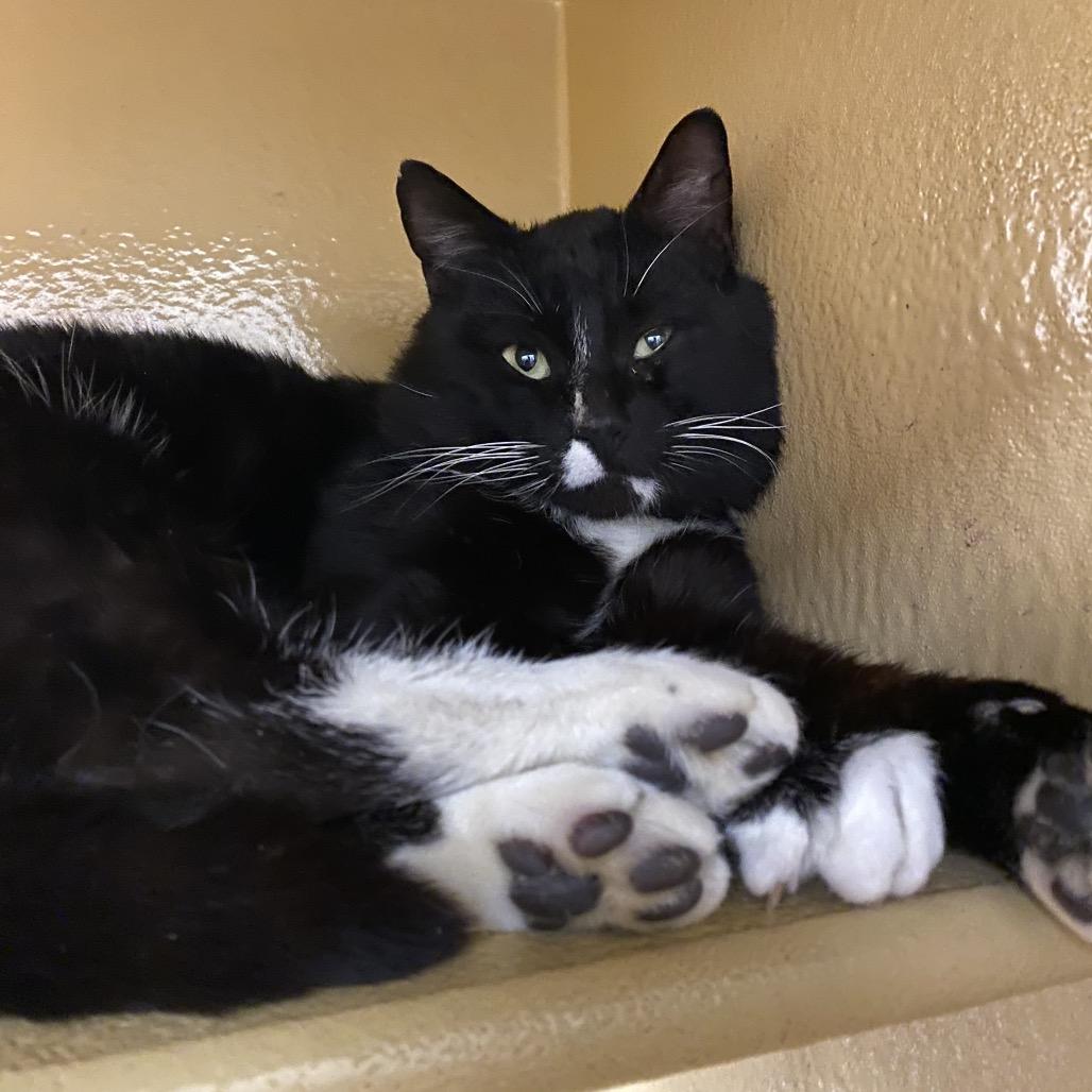 Enlarge Oliver, a Adoptable Domestic Short Hair in Spokane, WA image 6/6