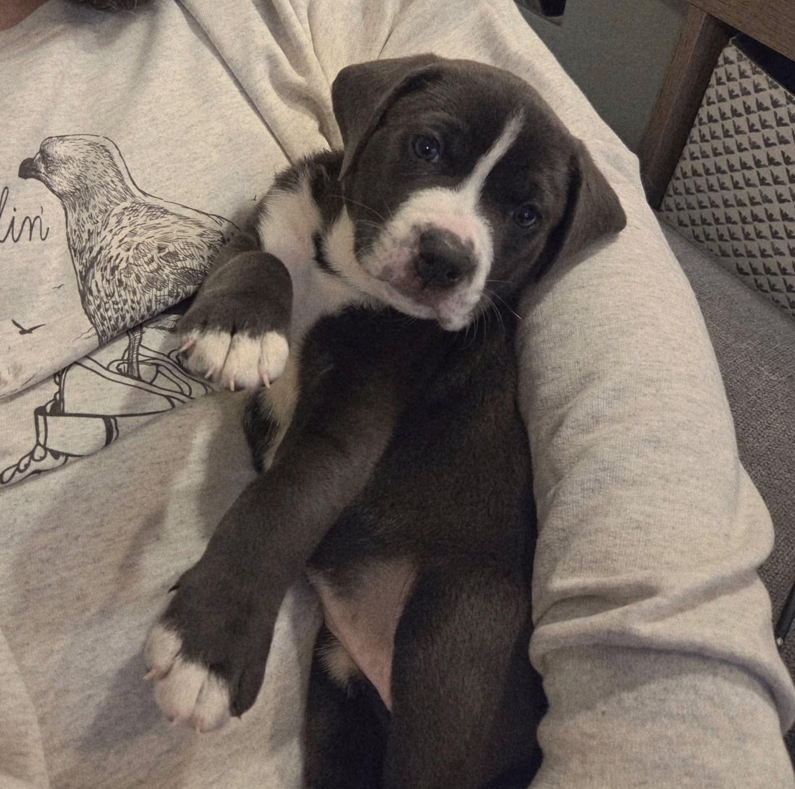 Enlarge Indy, a ADOPTABLE mixed breed in Collingswood, NJ image 2/2