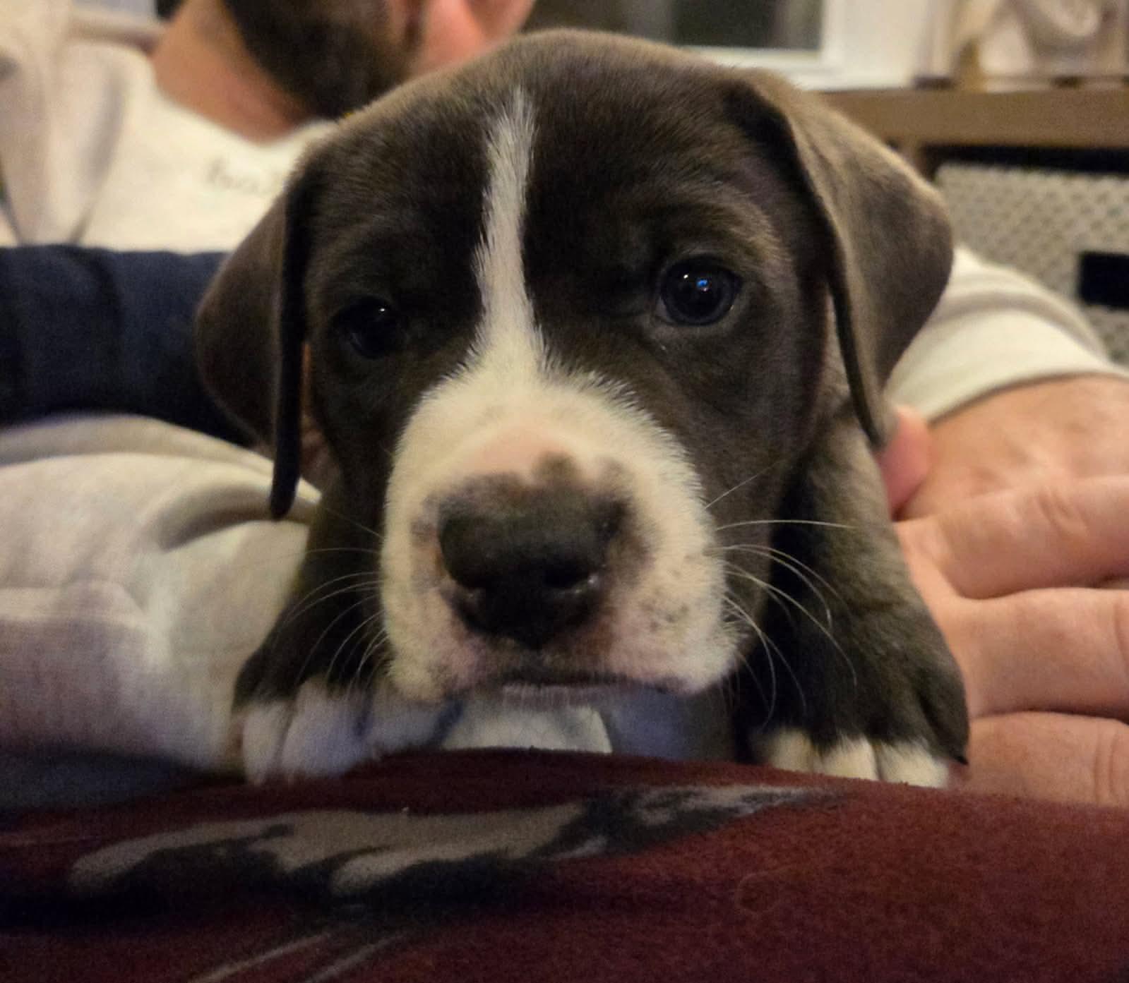 Indy, ADOPTABLE, Puppy Female Labrador Retriever & Terrier.