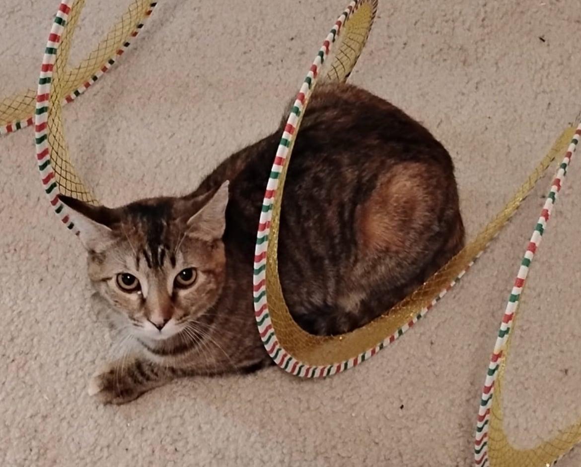 Enlarge Ravioli , an adopted Tabby in Bayonne, NJ image 1/3