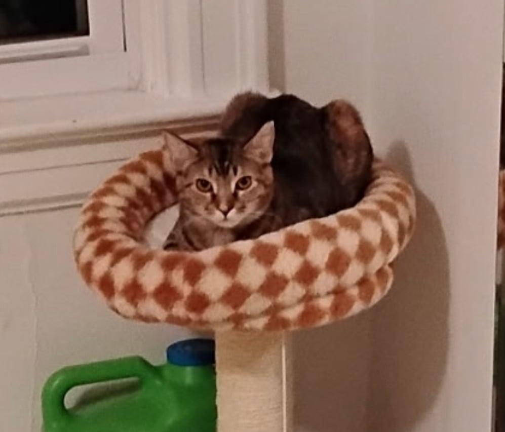 Enlarge Ravioli , an adopted Tabby in Bayonne, NJ image 2/3