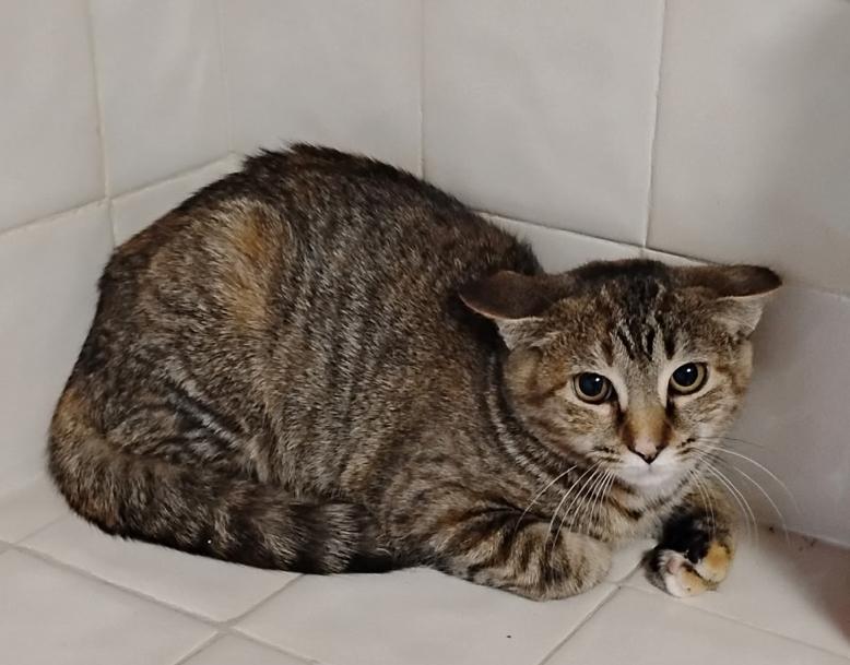Enlarge Ravioli , a ADOPTABLE Tabby in Bayonne, NJ image 1/1
