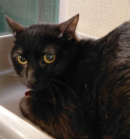 Enlarge Crash, an adopted Domestic Short Hair in Stanwood, WA image 1/1