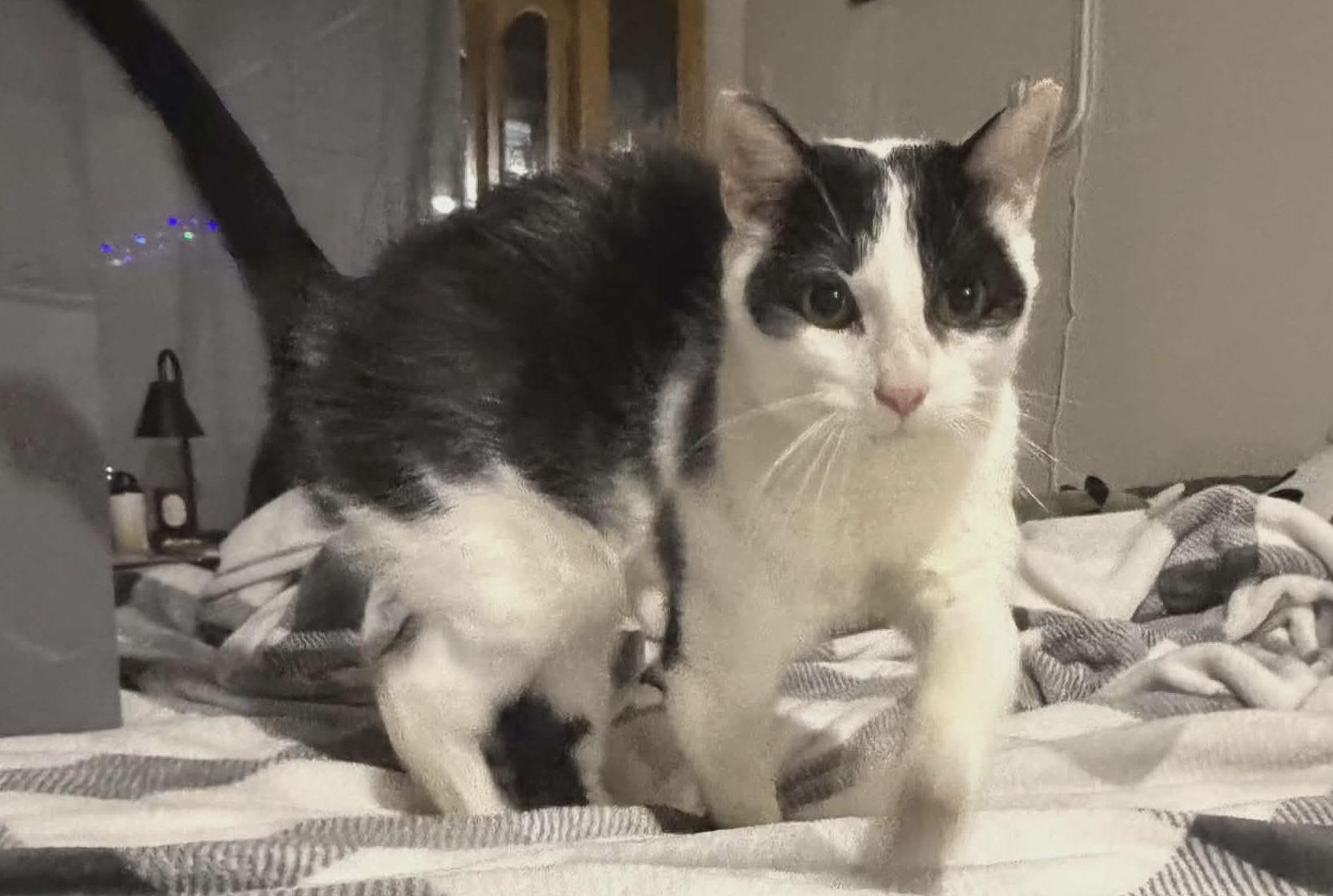 Enlarge Lake, a ADOPTABLE Domestic Short Hair in Breinigsville, PA image 4/5