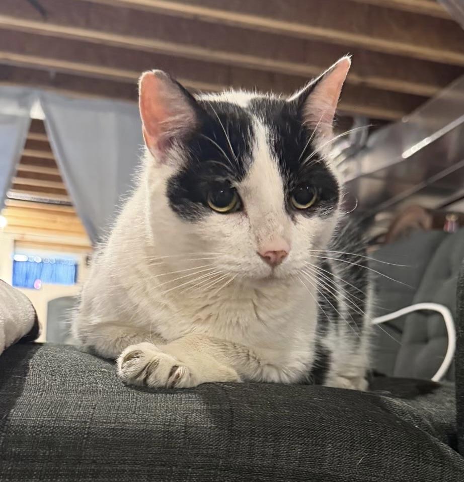 Enlarge Lake, a ADOPTABLE Domestic Short Hair in Breinigsville, PA image 3/5