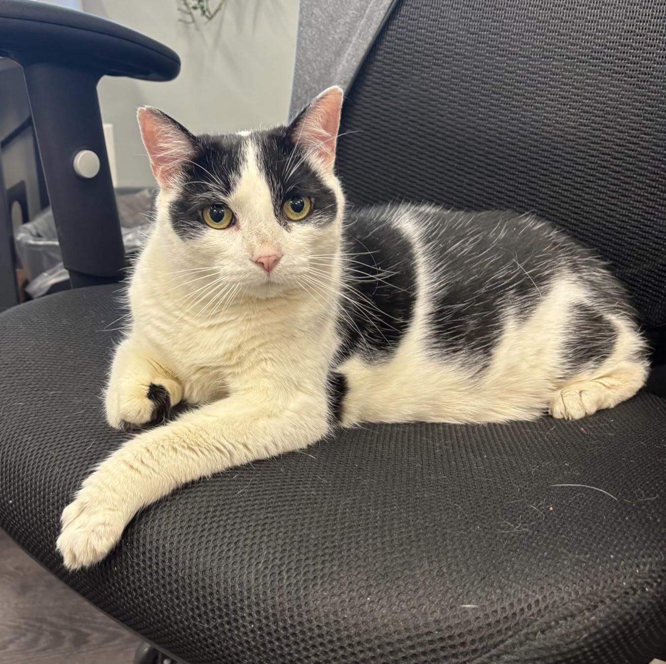 Lake, ADOPTABLE, Adult Female Domestic Short Hair.