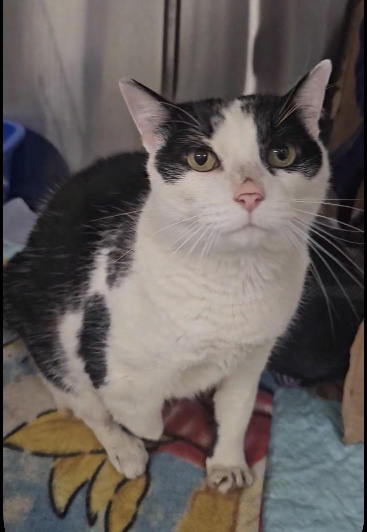 Enlarge Lake, a ADOPTABLE Domestic Short Hair in Breinigsville, PA image 2/5