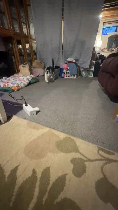 Enlarge Lake, a ADOPTABLE Domestic Short Hair in Breinigsville, PA video 5/5