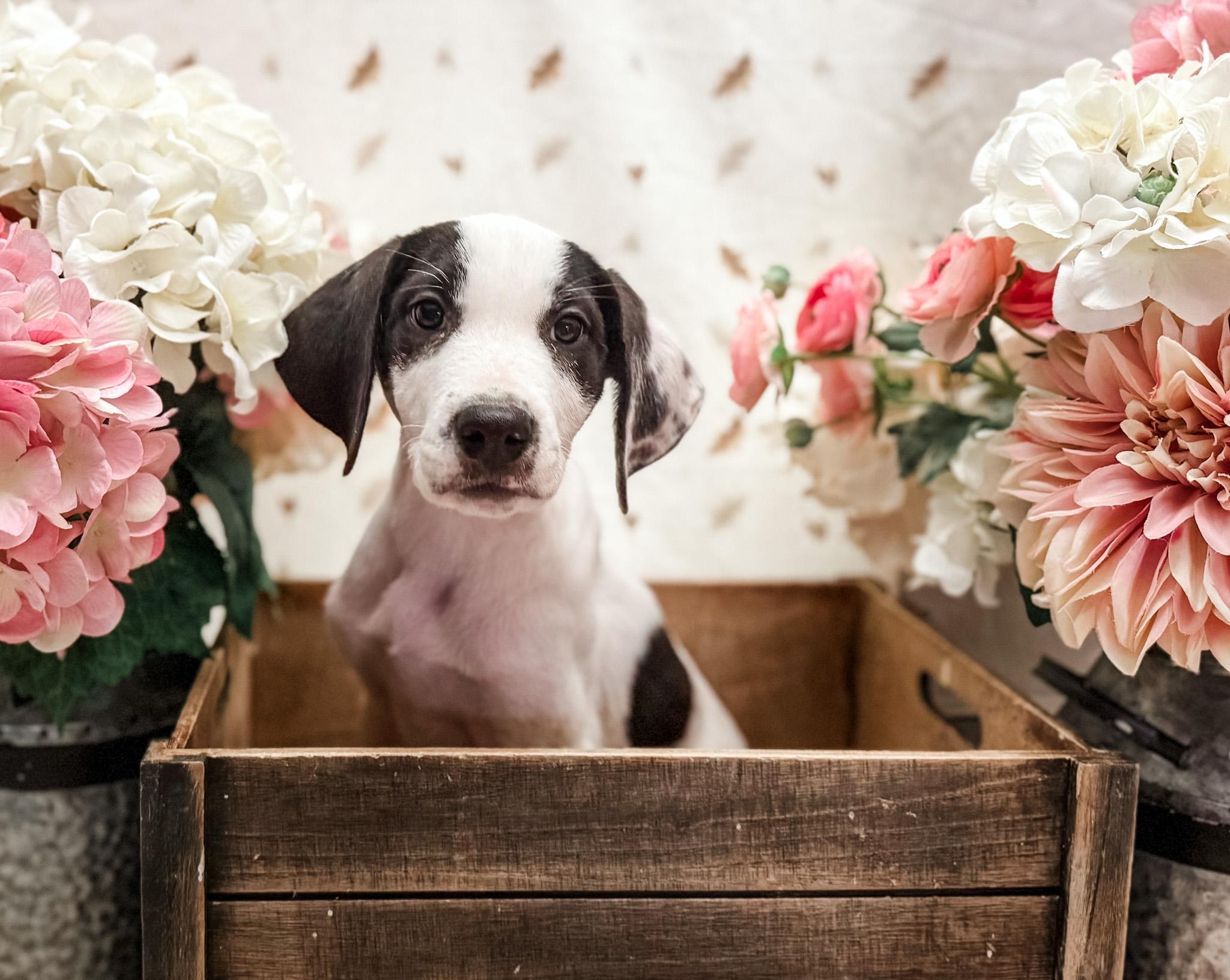 Libby, Adoptable, Puppy Female English Pointer & Great Dane.