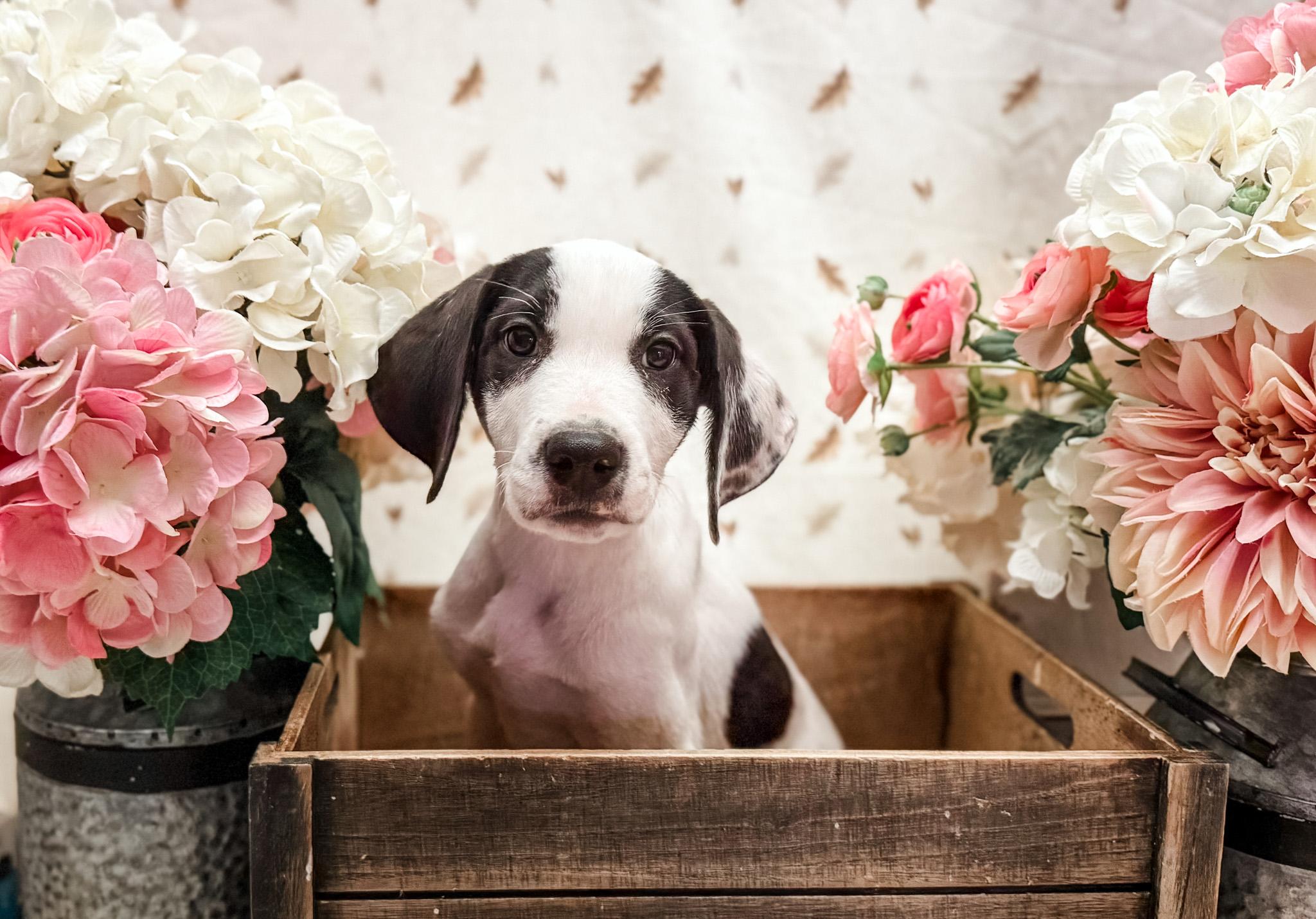 Enlarge Libby, a Adoptable mixed breed in Newberg, OR image 2/2