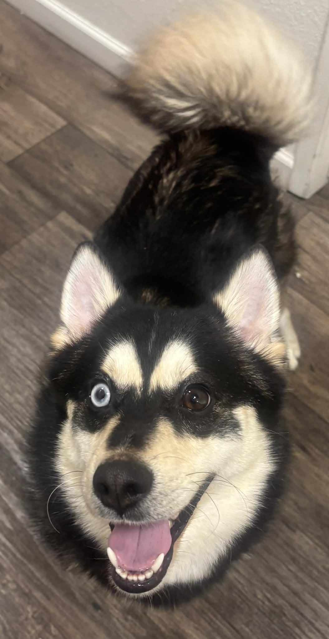 Enlarge Jordan, a ADOPTABLE mixed breed in Portland, OR image 3/4