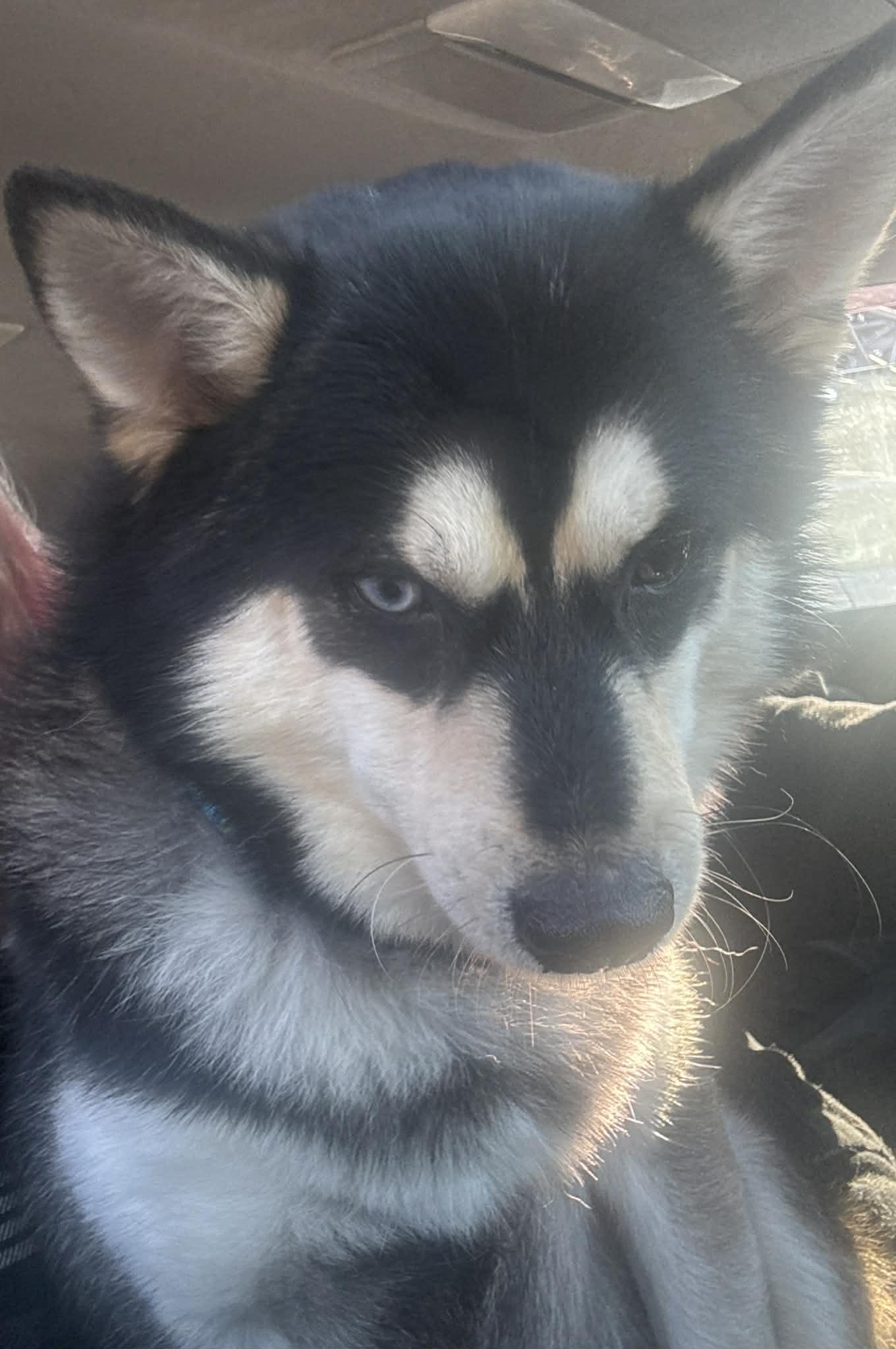 Enlarge Jordan, a ADOPTABLE mixed breed in Portland, OR image 4/4