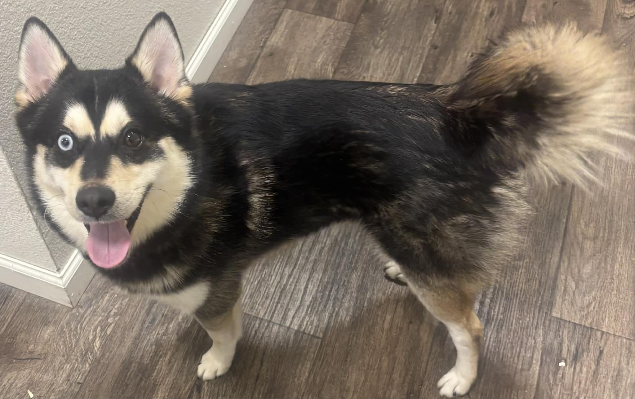 Enlarge Jordan, a ADOPTABLE mixed breed in Portland, OR image 2/4