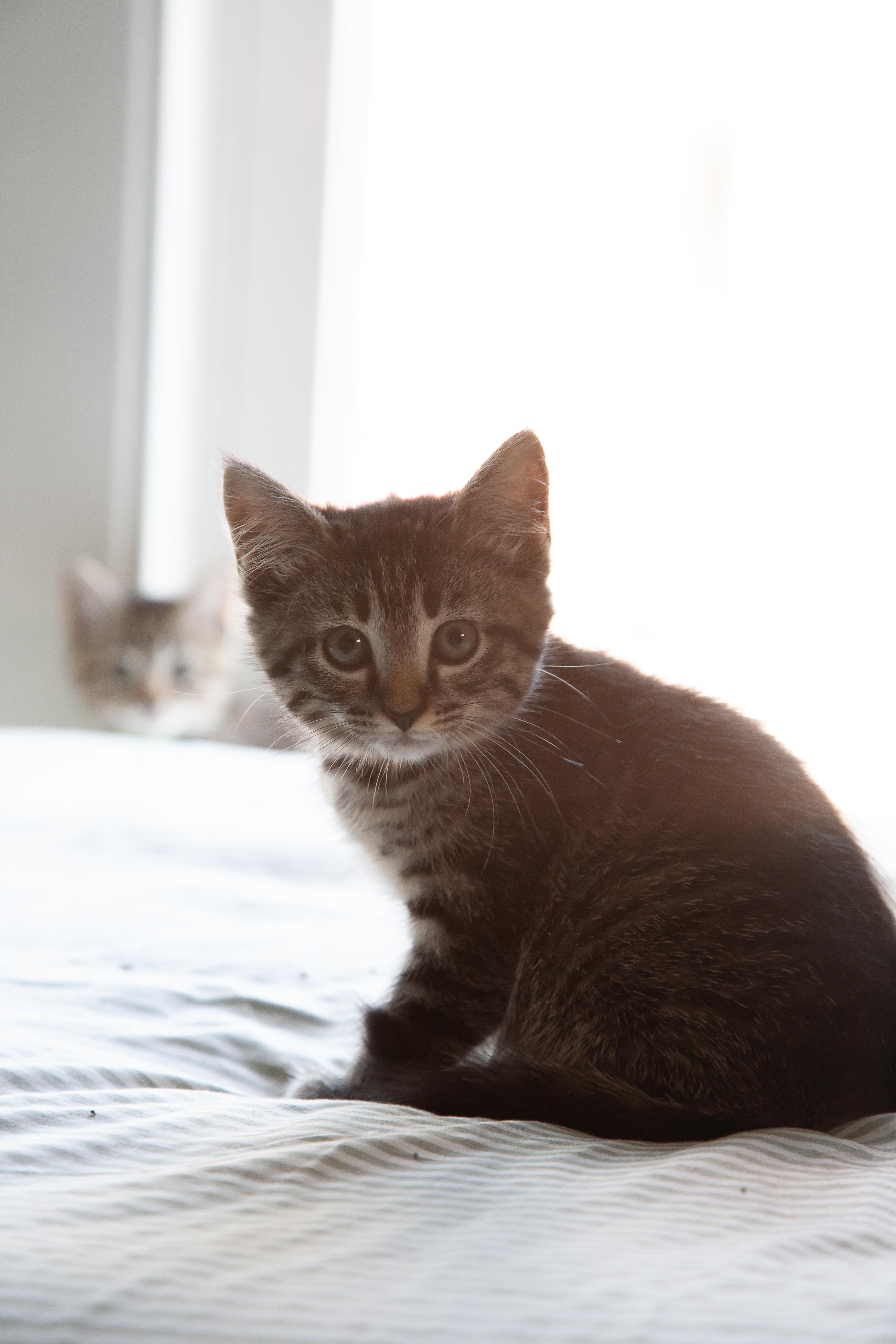 Gabriela, a ADOPTABLE Domestic Short Hair in Nashville, TN image 4/4