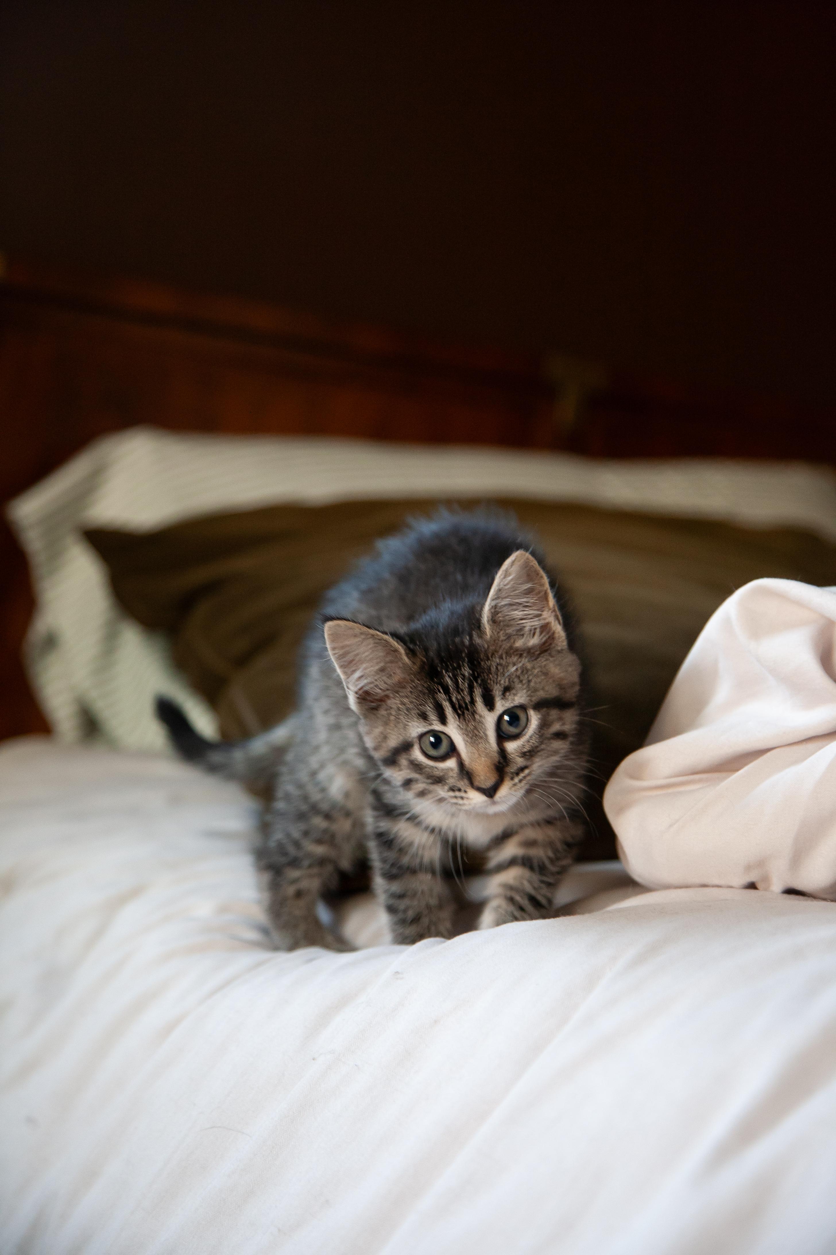 Gabriela, a ADOPTABLE Domestic Short Hair in Nashville, TN image 3/4