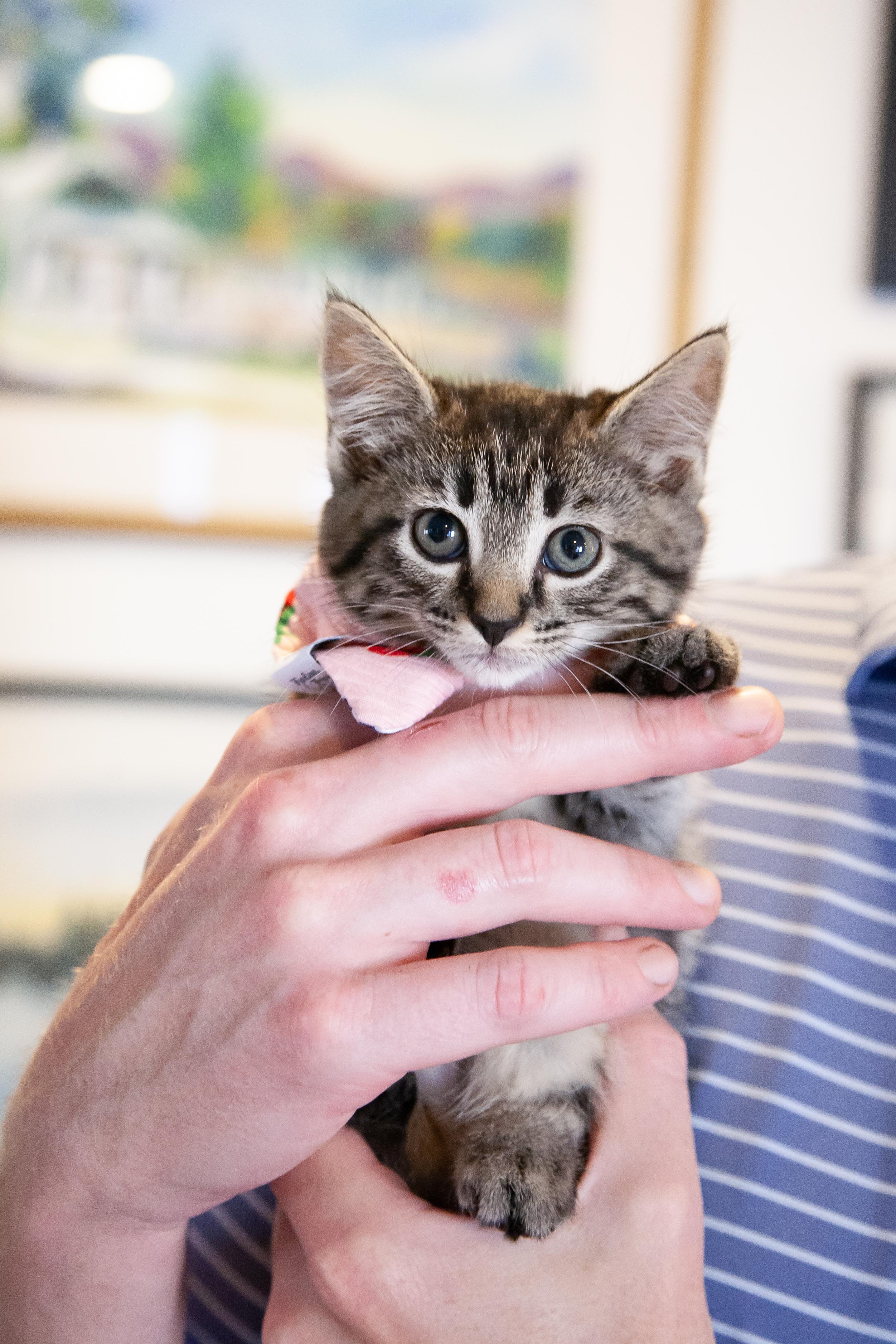 Gabriela, a ADOPTABLE Domestic Short Hair in Nashville, TN image 1/4