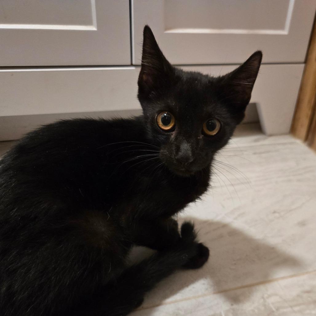 Ripp, Adoptable, Kitten Male Domestic Short Hair.