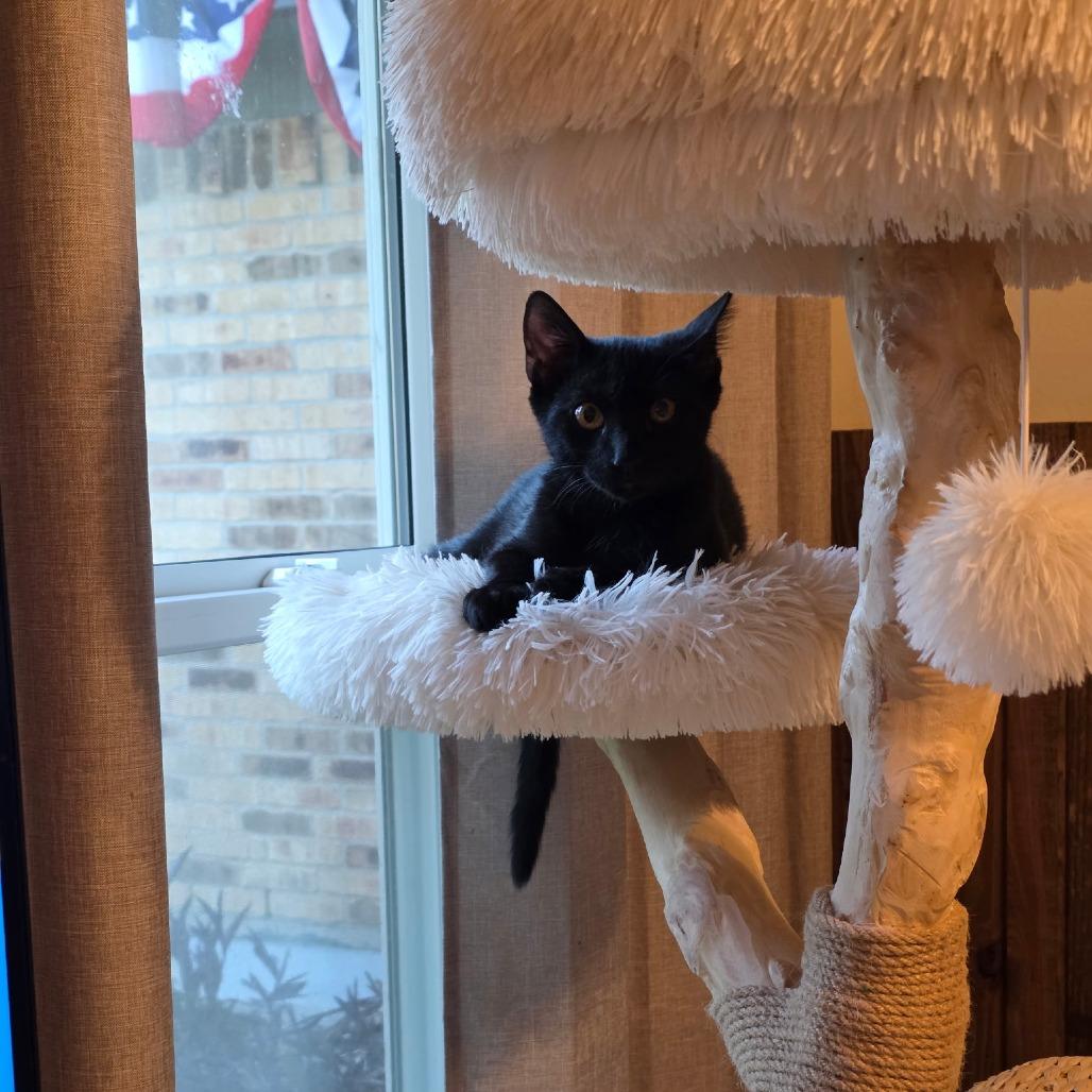 Enlarge Ripp, a Adoptable Domestic Short Hair in Houston, TX image 2/4
